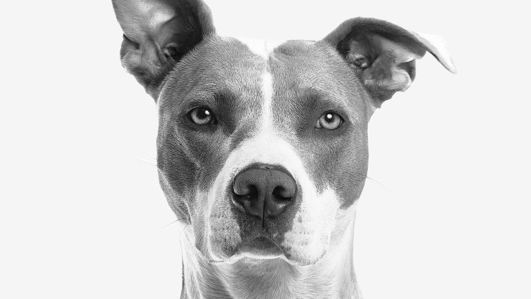 Hund. Foto fra Pexels.com Gilberto Reyes