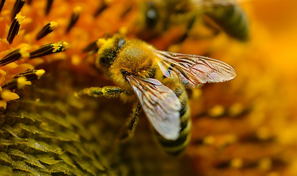 Bi fra Pexels https://www.pexels.com/da-dk/foto/dyr-sloring-luftslor-blomst-6574506/